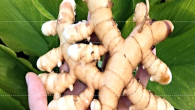 white-turmeric