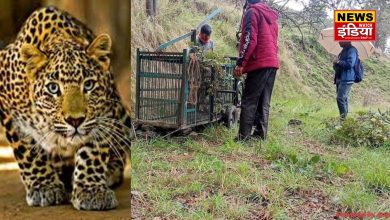 Haridwar's unique 'prison': Where the dreaded man-eating leopards are imprisoned, they keep a 'fast' every Tuesday