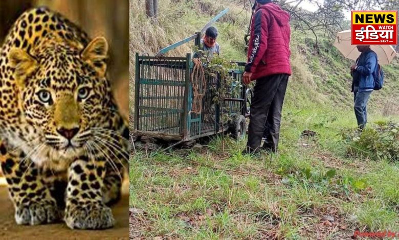 Haridwar's unique 'prison': Where the dreaded man-eating leopards are imprisoned, they keep a 'fast' every Tuesday