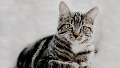 A seven-year-old child died a painful death due to rabies after being bitten by a cat in Haldwani