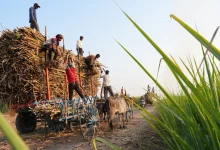 Impact of AI in sugarcane farming in Maharashtra, 1000 farmers saw a huge jump in production
