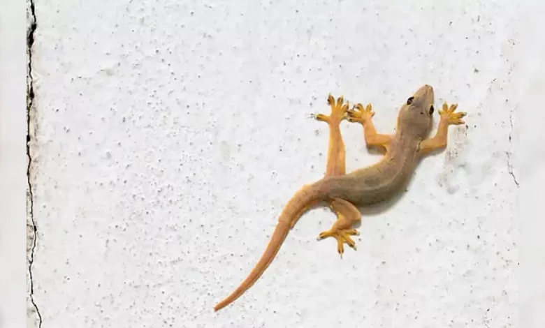 What is the significance of a lizard falling in the shakun shastra? Know the auspicious and inauspicious signs