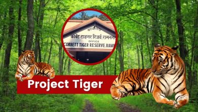 Tiger security in Rajaji Tiger Reserve is a challenge, the presence of leopards increases the danger