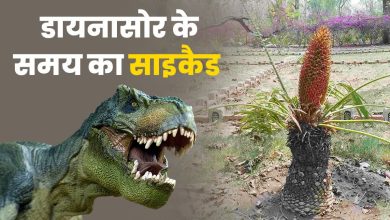 Uttarakhand gets its first Cycad Conservation Park, a new initiative in biodiversity conservation