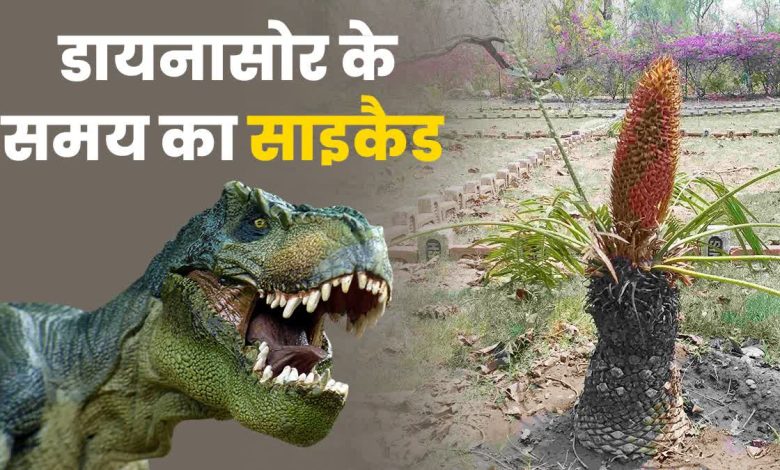 Uttarakhand gets its first Cycad Conservation Park, a new initiative in biodiversity conservation