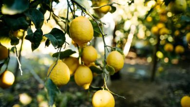 Lemon- a symbol of auspiciousness, prosperity and spiritual energy, know why it is important in every auspicious work