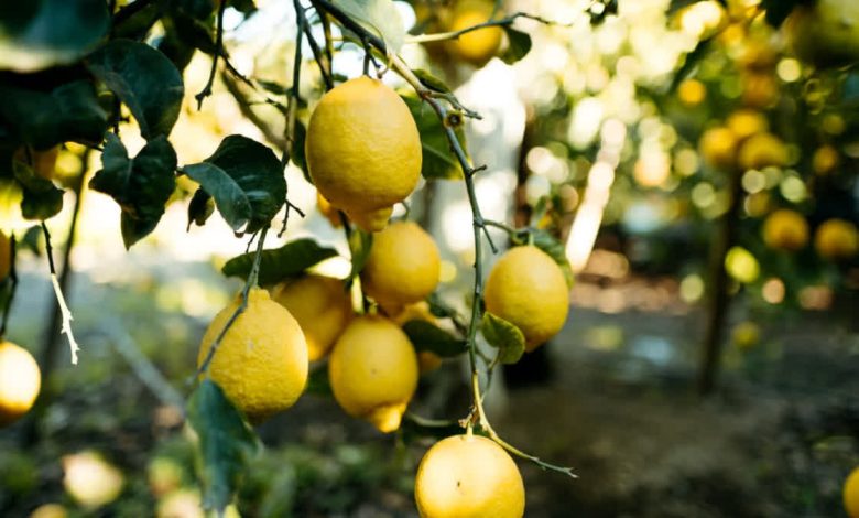 Lemon- a symbol of auspiciousness, prosperity and spiritual energy, know why it is important in every auspicious work