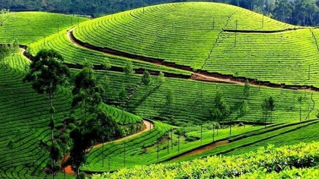 North India's first nursery of gum species is ready in Uttarakhand, farmers will get benefit