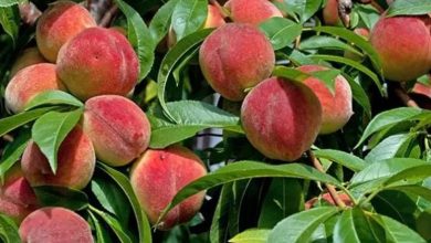 Bumper production of peach in Uttarakhand, happiness on the faces of traders and farmers