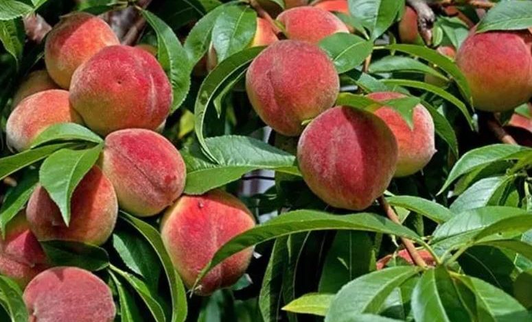Bumper production of peach in Uttarakhand, happiness on the faces of traders and farmers