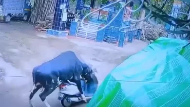 Bull riding a scooter in Rishikesh, a strange scene captured on CCTV
