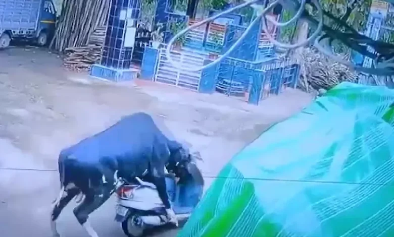Bull riding a scooter in Rishikesh, a strange scene captured on CCTV