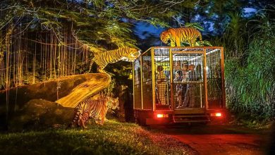 Uttar Pradesh News: Good news for adventure lovers! Monsoon's 'jungle safari' fun in UP, new routes ready