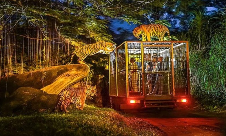 Uttar Pradesh News: Good news for adventure lovers! Monsoon's 'jungle safari' fun in UP, new routes ready