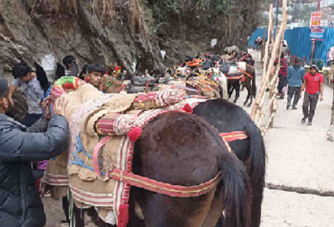 Death of horses in Chardham Yatra causes panic, temporary ban due to threat of virus