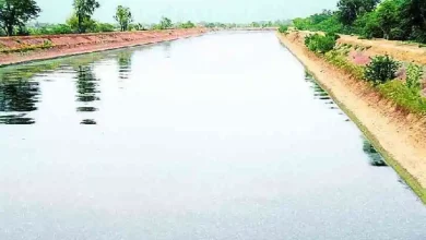 Punjab News Bhakra Canal