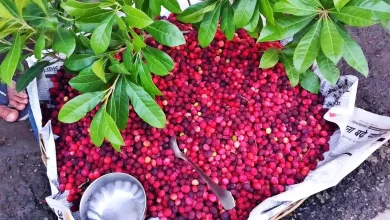 Craze for Kafal increased in Uttarakhand, demand for traditional fruit gained momentum, demand for recognition arose
