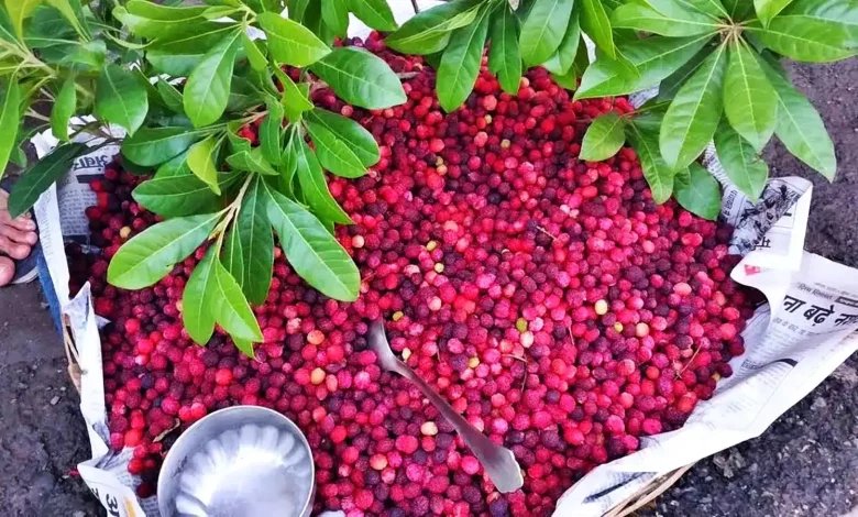 Craze for Kafal increased in Uttarakhand, demand for traditional fruit gained momentum, demand for recognition arose