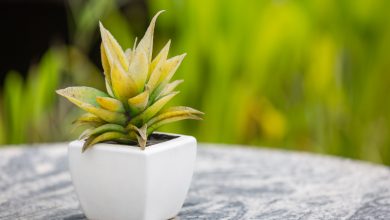 Lucky Plants