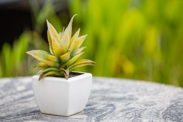 Lucky Plants