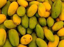 Mango Export News: Turkey will no longer get the taste of India, farmers have banned Jawahar Bagh mangoes