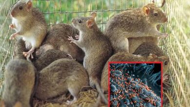 Lassa Fever: 138 deaths in Nigeria, vigilance increased in India too!