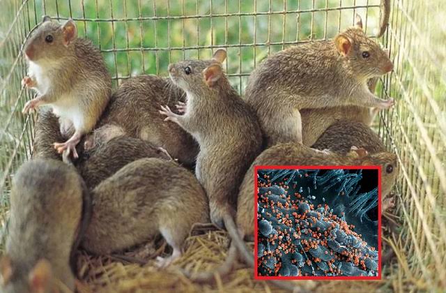 Lassa Fever: 138 deaths in Nigeria, vigilance increased in India too!