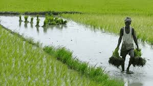 natiral farming - CM Nayab Singh Sain