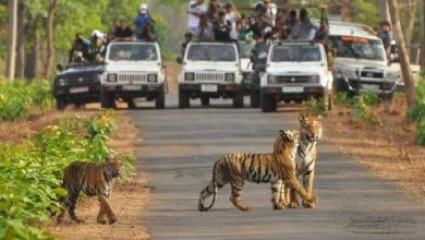 Baghdev of Pench Tiger Reserve: Tigers of Pench – now not just for watching, but also for fulfilling wishes!
