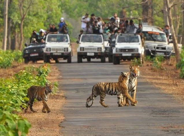 Baghdev of Pench Tiger Reserve: Tigers of Pench – now not just for watching, but also for fulfilling wishes!