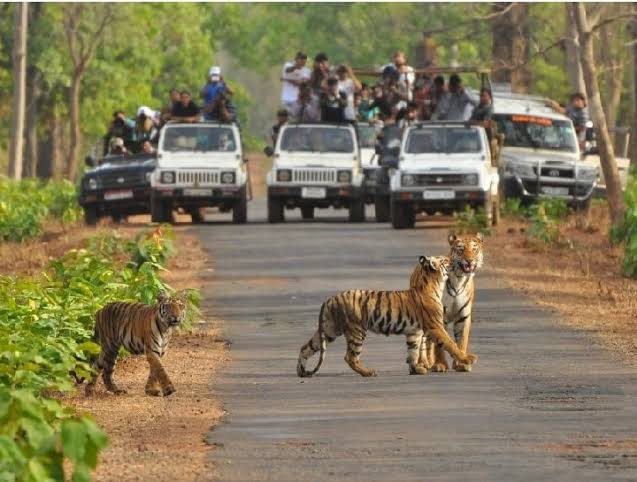 Baghdev of Pench Tiger Reserve: Tigers of Pench – now not just for watching, but also for fulfilling wishes!