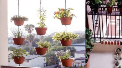 Uttar Pradesh News: There is no mercy for those who keep flower pots in the balcony, strict order issued by LDA, know why?