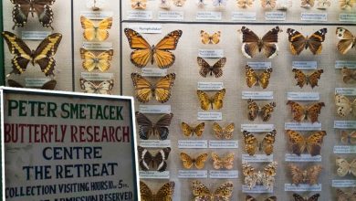 Bhimtal's unique Butterfly Museum, a rare treasure of the colorful world of butterflies