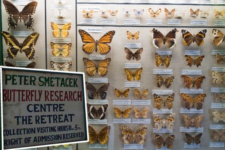 Bhimtal's unique Butterfly Museum, a rare treasure of the colorful world of butterflies