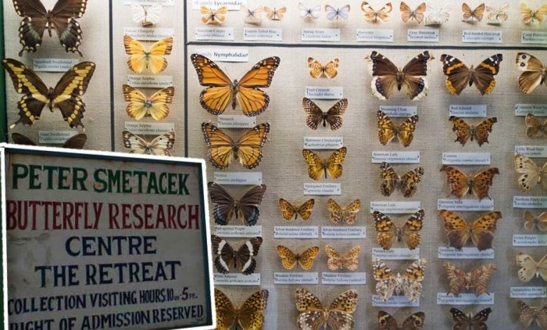 Bhimtal's unique Butterfly Museum, a rare treasure of the colorful world of butterflies