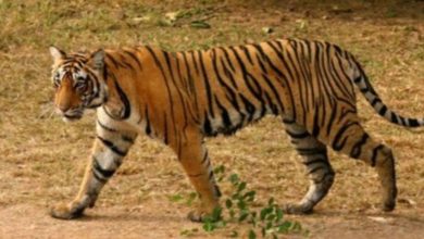 Ranthambore Tiger Attack: Tiger's arrival in Ranthambore causes panic, tiger enters hotel, video goes viral