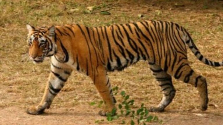 Ranthambore Tiger Attack: Tiger's arrival in Ranthambore causes panic, tiger enters hotel, video goes viral