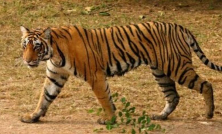 Ranthambore Tiger Attack: Tiger's arrival in Ranthambore causes panic, tiger enters hotel, video goes viral