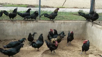 Nagendra Singh of Pauri wrote the success story of self-reliance through poultry farming