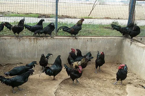 Nagendra Singh of Pauri wrote the success story of self-reliance through poultry farming