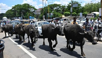 Uttarakhand governmenUttarakhand government approves dual management, destitute cow protection and poultry policy 2025t approves dual management, destitute cow protection and poultry policy 2025