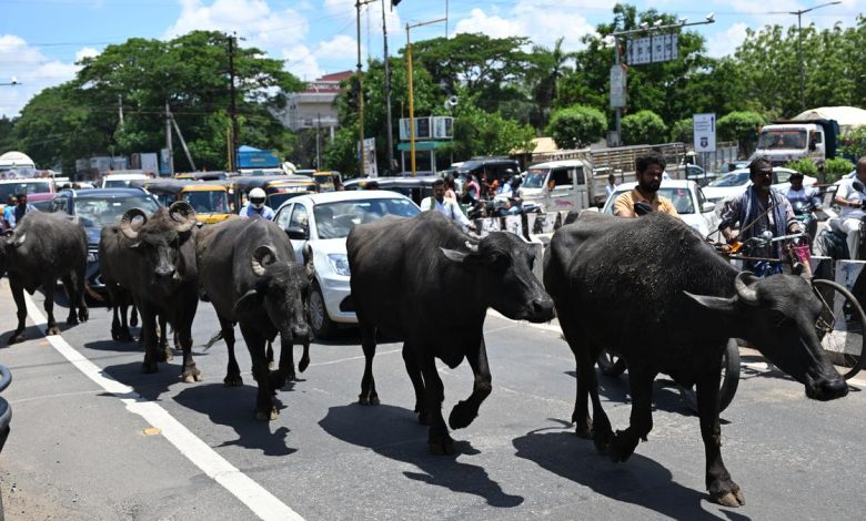 Uttarakhand governmenUttarakhand government approves dual management, destitute cow protection and poultry policy 2025t approves dual management, destitute cow protection and poultry policy 2025
