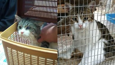 Cat Viral Video: Cat arrested in drug smuggling case…, shocking video goes viral
