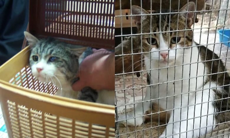 Cat Viral Video: Cat arrested in drug smuggling case…, shocking video goes viral