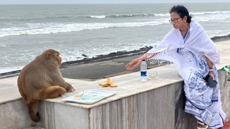 Mamata Banerjee in Digha: Mamata Banerjee reached Digha to participate in the Jagannath Rath Yatra, was seen feeding biscuits to a monkey on the seashore