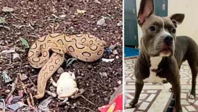 UP Meerut News: Pet dog saved the family in Meerut, lost his life while fighting with a snake