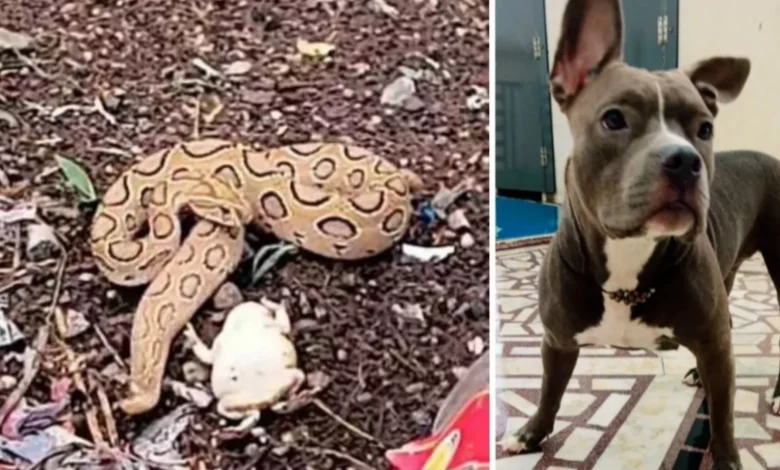 UP Meerut News: Pet dog saved the family in Meerut, lost his life while fighting with a snake