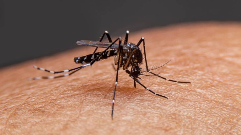 Dengue-Malaria in Gurugram