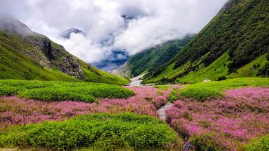 World famous Valley of Flowers opened for tourists, 45 tourists arrived on the first day
