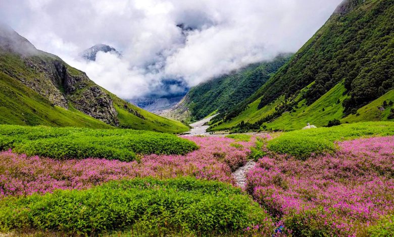 World famous Valley of Flowers opened for tourists, 45 tourists arrived on the first day